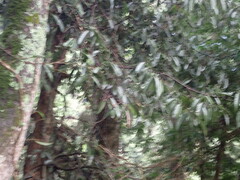 Ficus sarmentosa nipponica