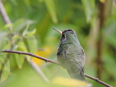 Cynanthus latirostris