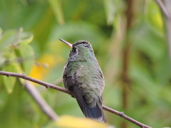Cynanthus latirostris
