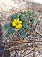 Berlandiera subacaulis