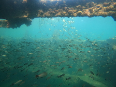 Haemulon maculicauda