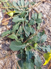 Berlandiera subacaulis