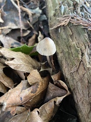 Mycena silvae-nigrae