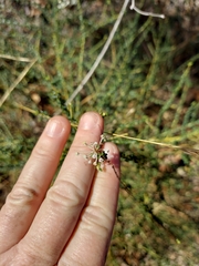 Ceanothus microphyllus