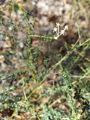 Ceanothus microphyllus