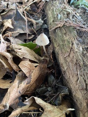 Mycena silvae-nigrae