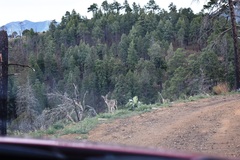 Odocoileus virginianus couesi