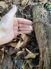 Mycena silvae-nigrae