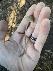 Mycena silvae-nigrae