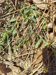 Crotalaria rotundifolia