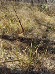 Schoenocaulon dubium