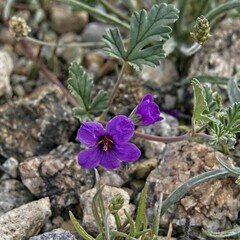 Erodium texanum