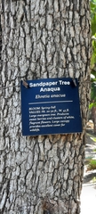 Ehretia anacua