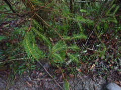 Picea morrisonicola