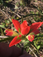 Castilleja indivisa