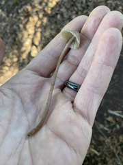 Mycena silvae-nigrae