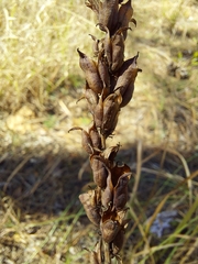Schoenocaulon dubium