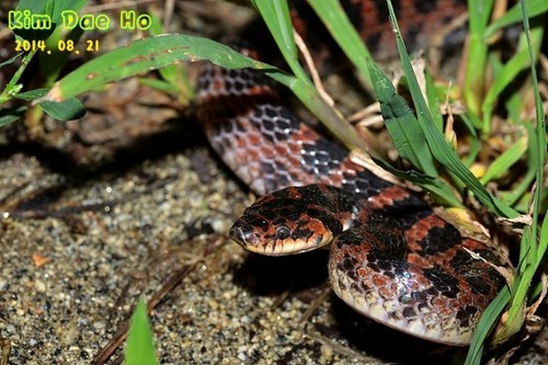 Photo of a Red-banded Snake (Lycodon rufozonatus)