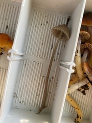 Mycena silvae-nigrae