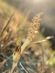 Equisetum arvense