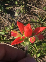 Castilleja indivisa