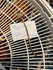 Mycena silvae-nigrae