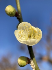 Prunus mume