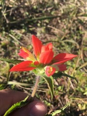 Castilleja indivisa
