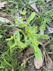 Valerianella radiata