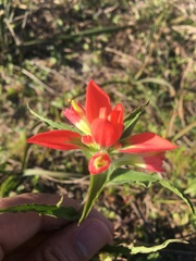 Castilleja indivisa