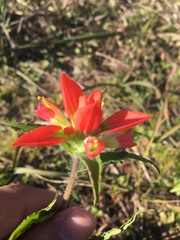 Castilleja indivisa