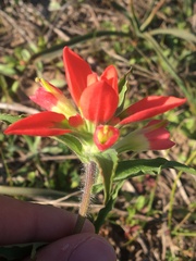 Castilleja indivisa