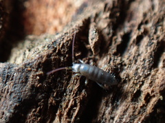 Tomocerus minor