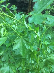 Kearnemalvastrum lacteum