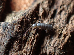 Tomocerus minor