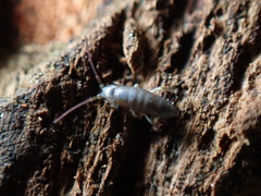 Tomocerus minor
