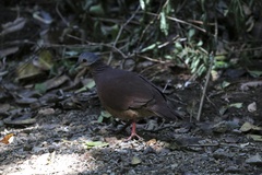 Zentrygon chiriquensis