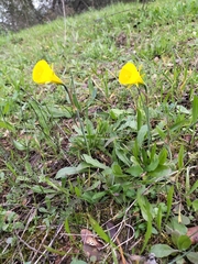 Narcissus bulbocodium