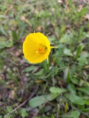 Narcissus bulbocodium