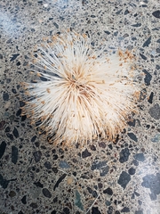 Pseudobombax septenatum