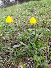 Narcissus bulbocodium