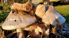 Volvopluteus gloiocephalus