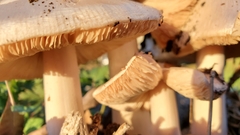 Volvopluteus gloiocephalus