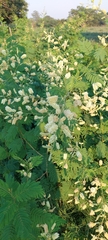Senegalia bonariensis