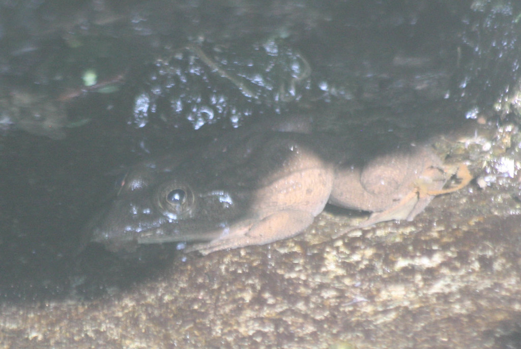 Montezuma Leopard Frog (Lithobates montezumae)