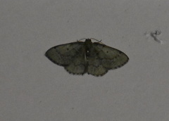 Nemoria lixaria