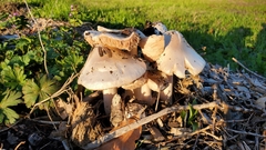 Volvopluteus gloiocephalus