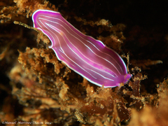 Prostheceraeus roseus