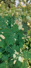 Senegalia bonariensis