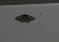 Nemoria lixaria